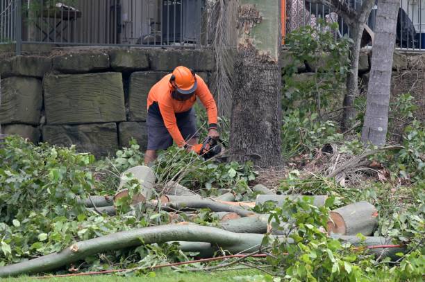 How Our Tree Care Process Works  in  Dundee, NY