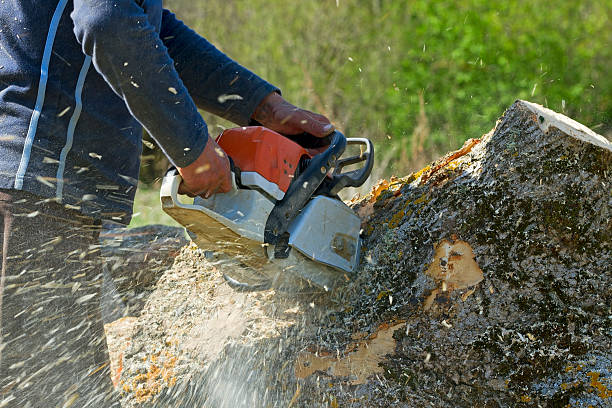 Reliable Dundee, NY Tree Removal Solutions